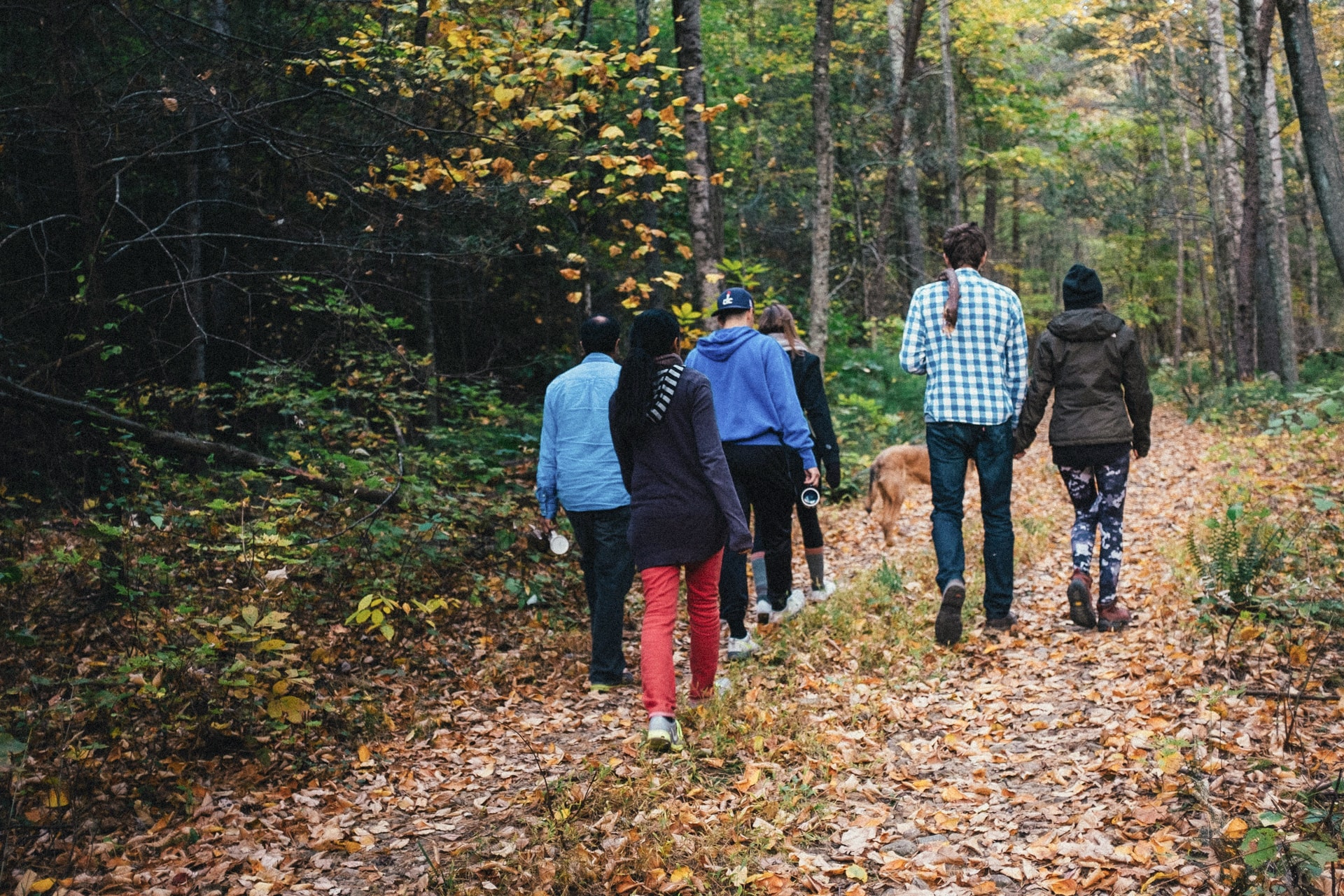 A Walk in The Park image